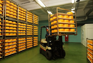 worker transports vibrant cheese wheels in a bustling storage facility