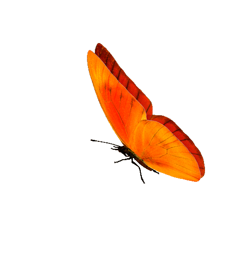 Papillon Orange.gif