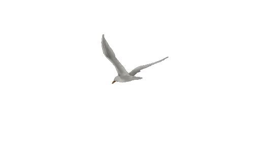 Mouette.gif