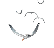 Mouettes.gif