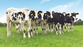 Genomics streamlines herd breeding and health progress (Sept 25)