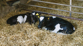 Calf scour – know your enemy (Sept 22)