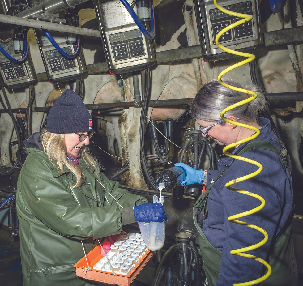 Mlik sampling: tests can produce a 'fingerprint' for individual cows