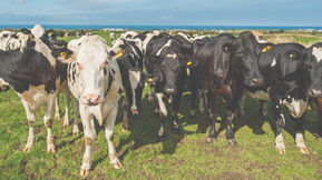 Fertility improvements drive herd performance (Nov/Dec 22)