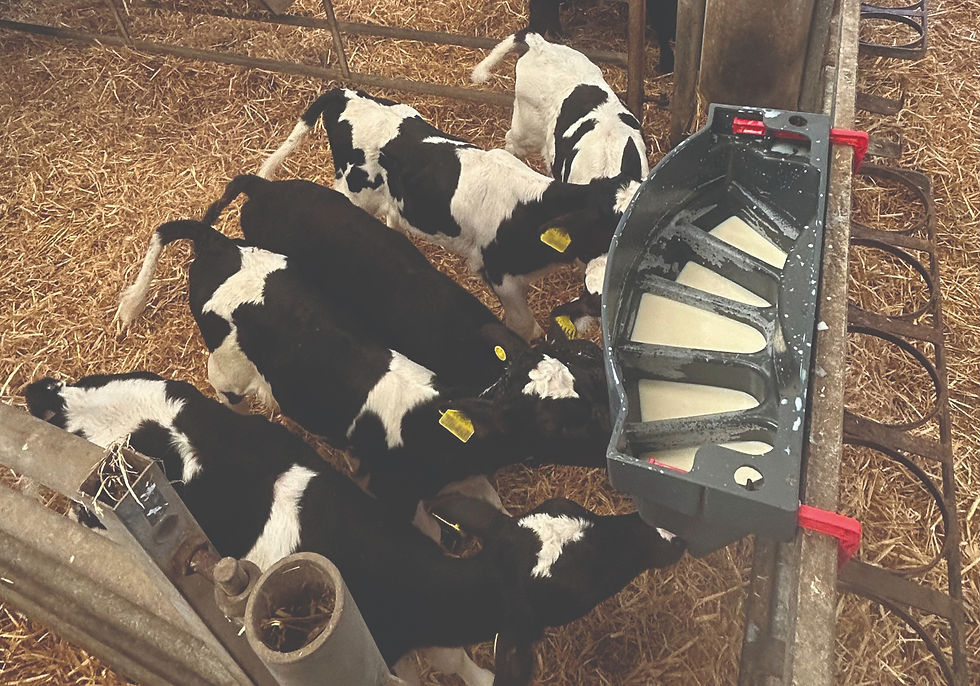 Teat feeders: calves drink milk more slowly and the system saves time