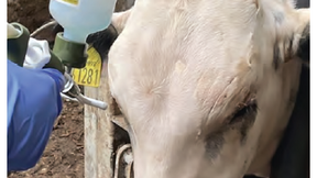 Calming heifers supports yields and efficiency (Feb 25)