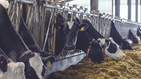 Automated route supports cows and staff (May 24)