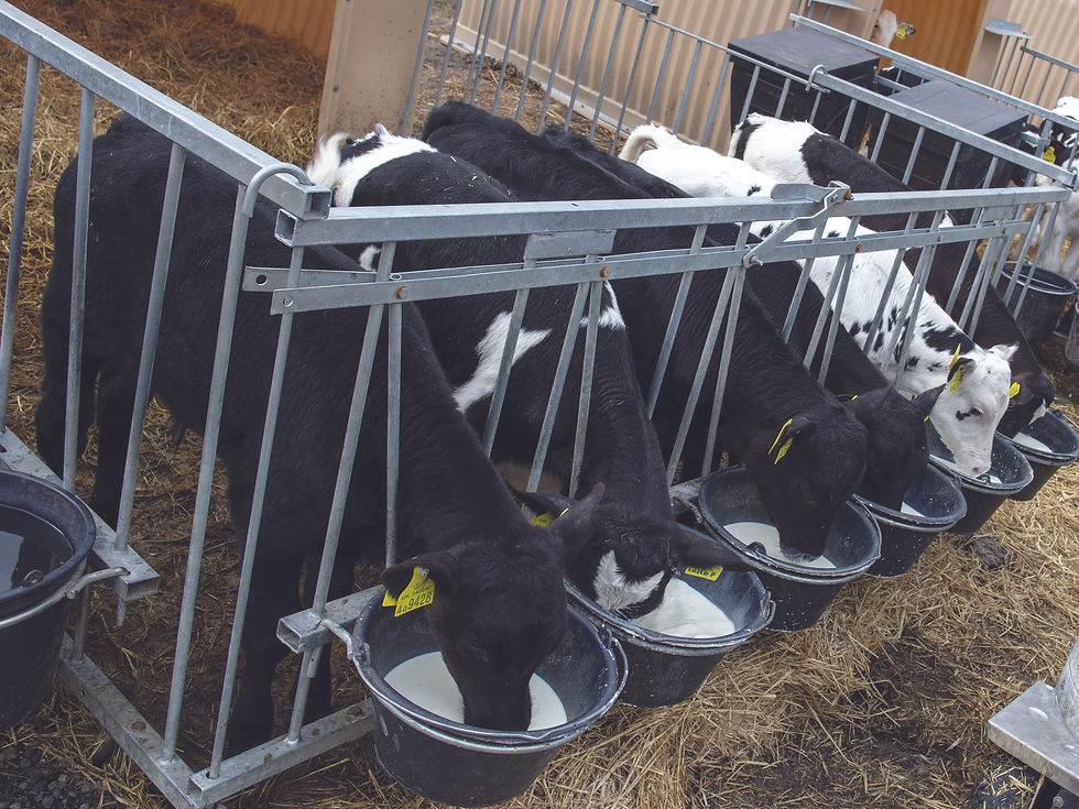 Milk feeding: water quality can impact nutrient uptake