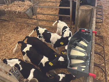Deep dive resolves calf-rearing niggles (June 26)