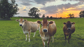 Robots and Jerseys drive couple’s dairying dream (Feb 25)