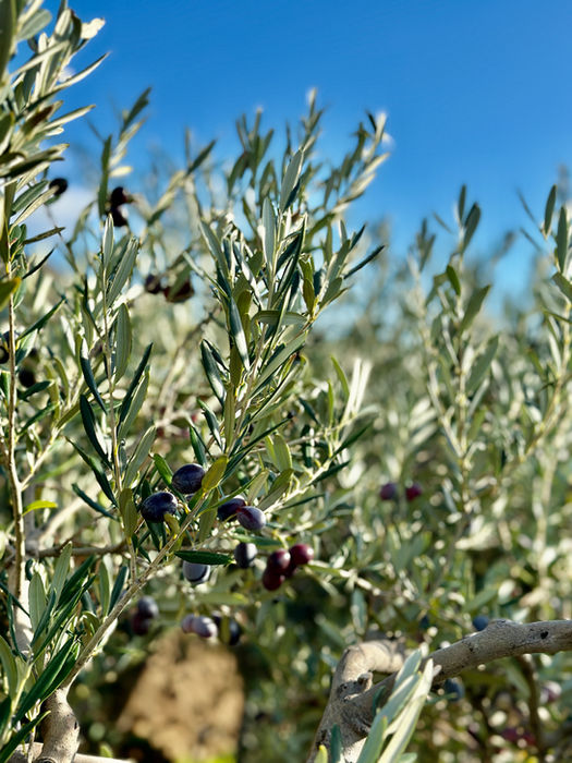 La Palma & La Luna - Dammuso Retreat - Pantelleria - olive groove