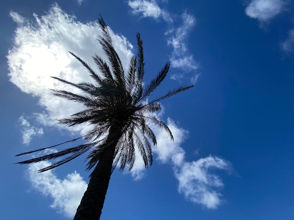 La Palma & La Luna - Dammuso Retreat - Pantelleria - dammuso at sunset. The Palm tree above the blue sky
