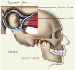 TMJ- Temporomandibular Joint