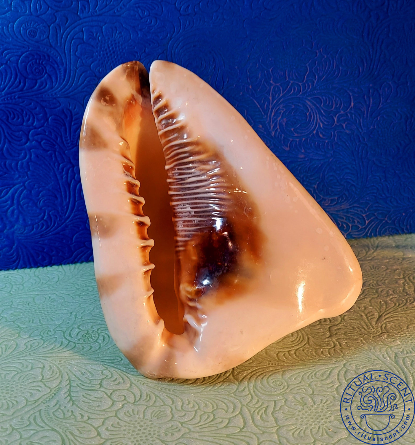 Natural Conch Shell Display