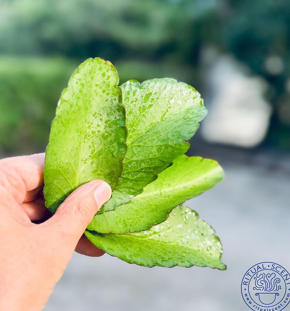 Thumbnail: Prodigiosa Leaf of Life Abamoda Organic Leaves