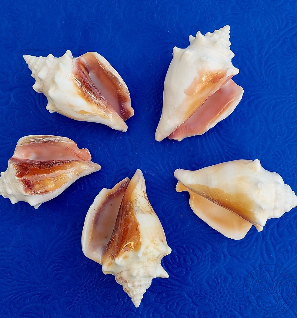 Thumbnail: Tiger Cowrie Shells