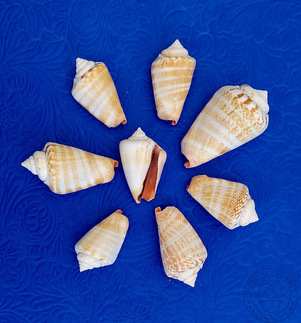 Thumbnail: Orisha Shell Collection
