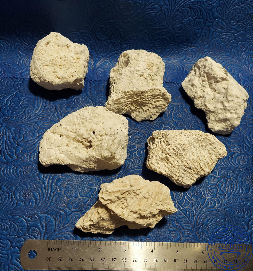 Thumbnail: Babalu Aye Coral Stones