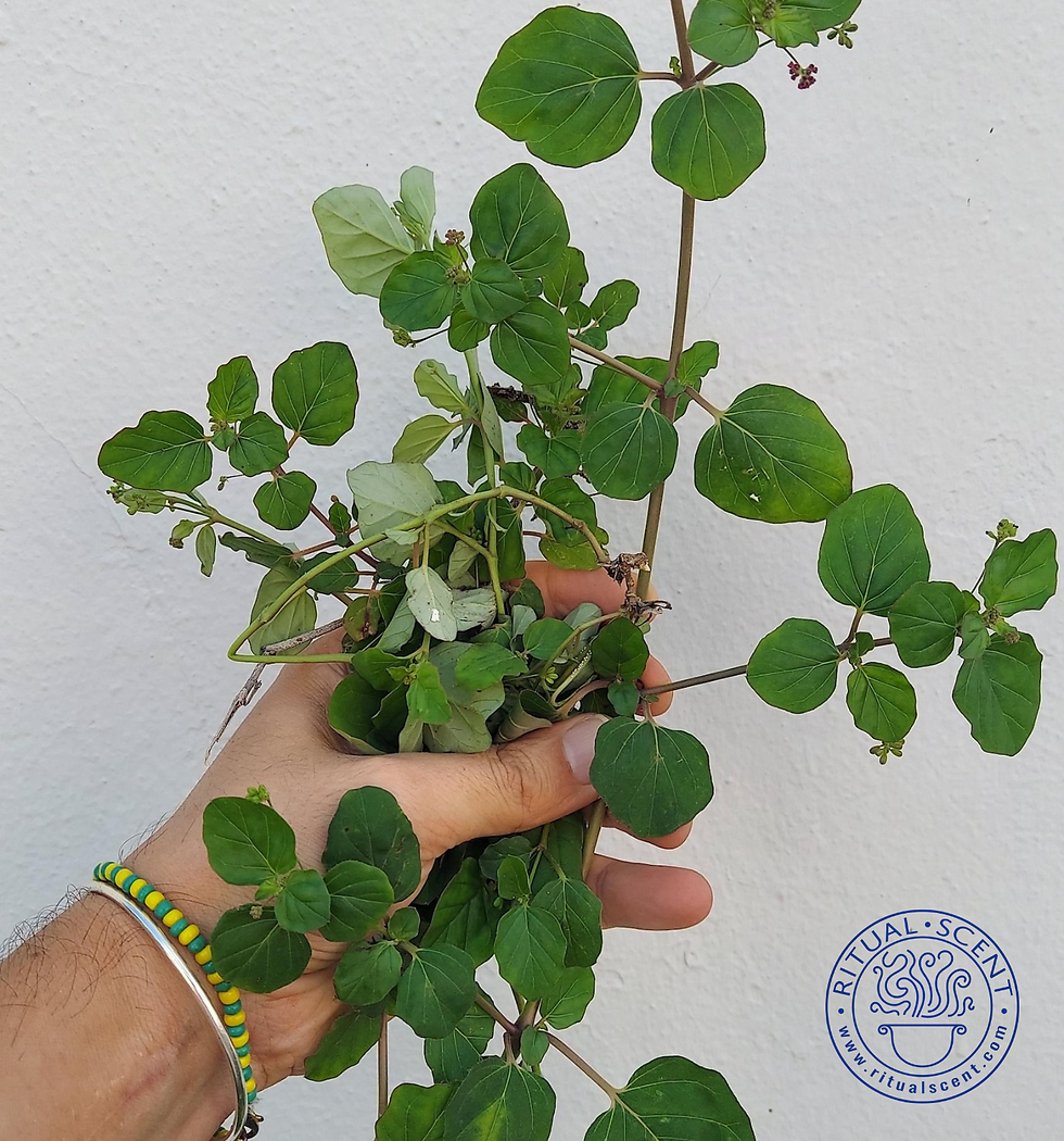 Thumbnail: Atiponla Herb Cuttings Ewe Osain Omiero 