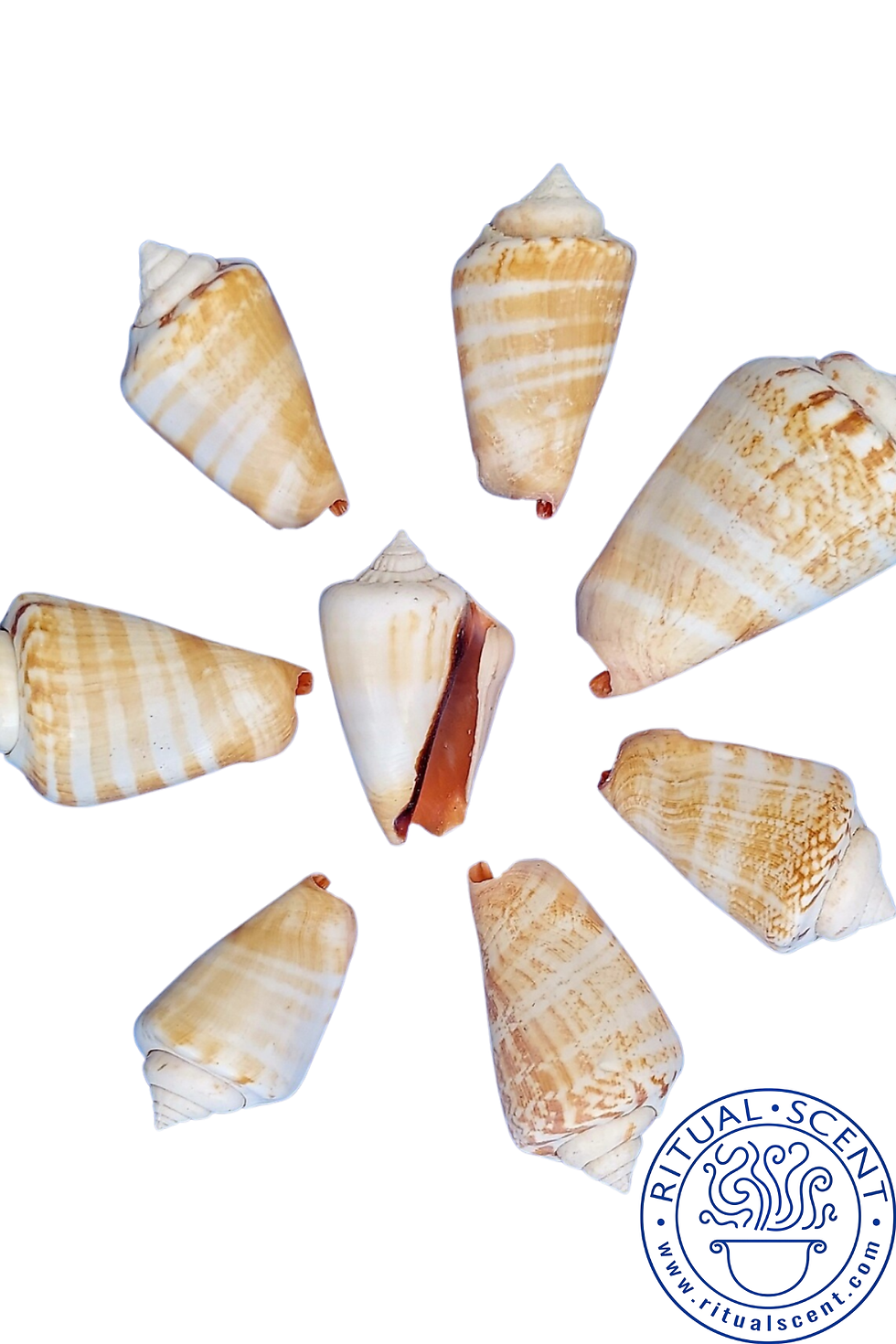 Thumbnail: Orisha Shell Collection