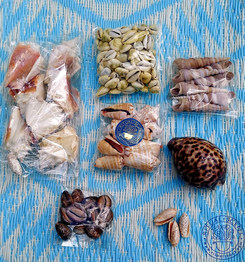 Thumbnail: Orisha Conch Shells Ibu Aye Aje Shaluga caracoles aye diloggun cowries