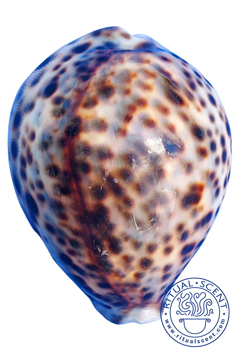 Thumbnail: Orisha Shell Collection