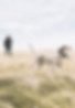 Pointing hunting dog in a field with trainer
