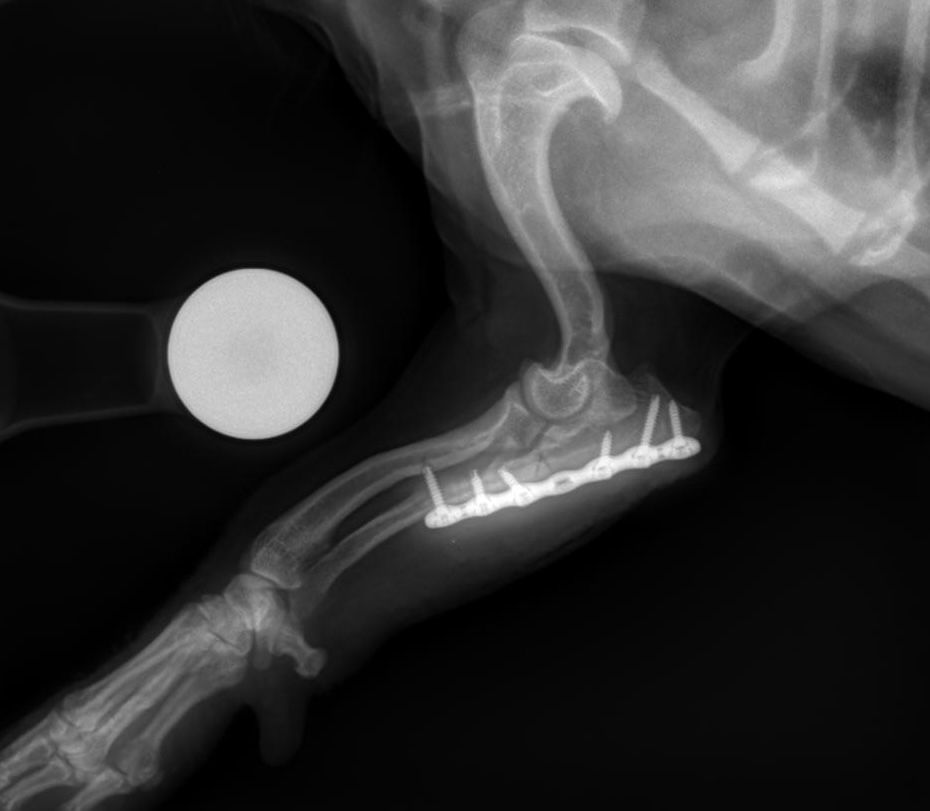 Elbow Left Lat_Website.jpg