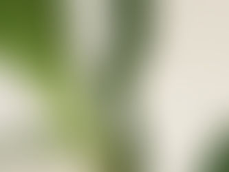 ミリオンバンブー 蜜 樹液