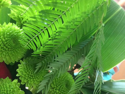 植物