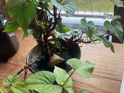 記憶の手足、記憶の爪