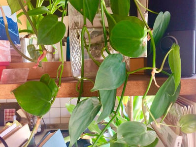 植物は猫と違う(昨日のデザート3/3)