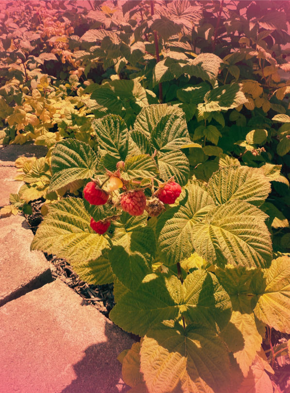 Raspberries in the sun