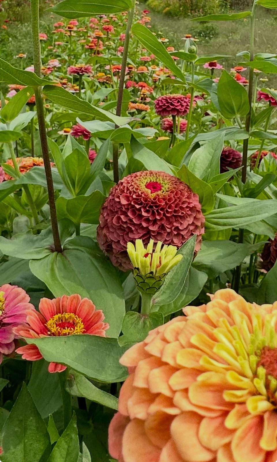 Zinnia Best In Show (BIS) Mix