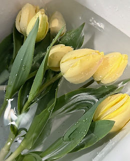 Tulips Reel.jpg
