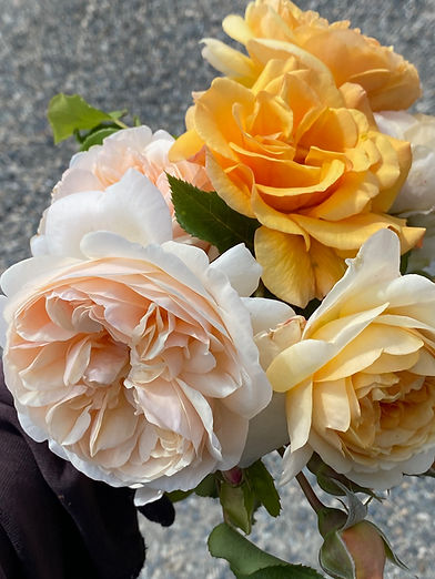 Roses orange - 6.9.25.jpg