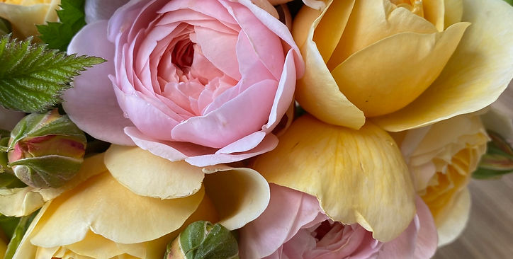 Rose - 6.9.25.jpg