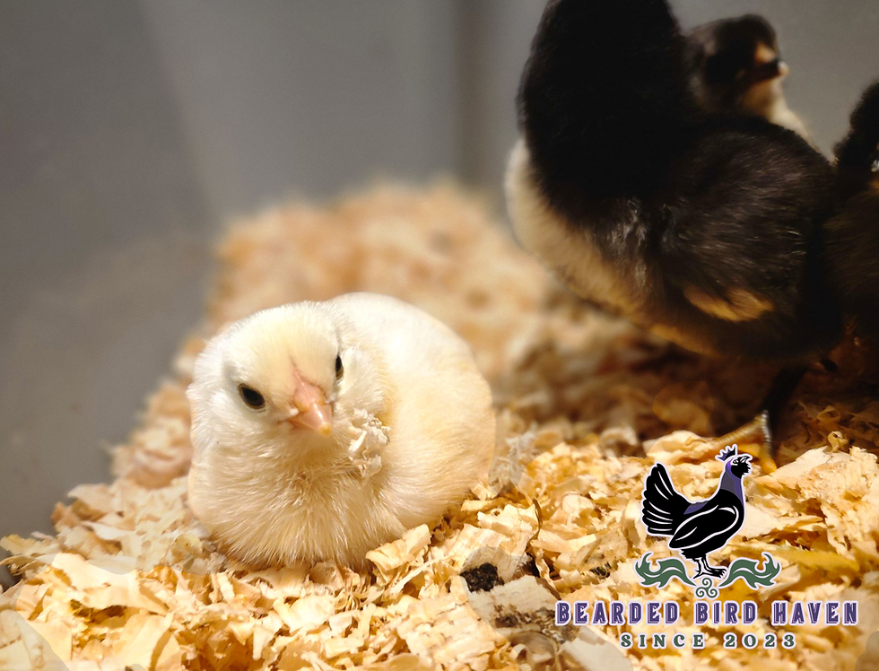 Thumbnail: X6 Ermine Ameraucana Hatching Eggs $55+ UPS Shipping