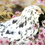 Thumbnail: X6 Ermine Ameraucana Hatching Eggs $48+ UPS Shipping