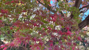 Hinoe 色の日々vol,49「ワインの先にある時間を思い浮かべながら」