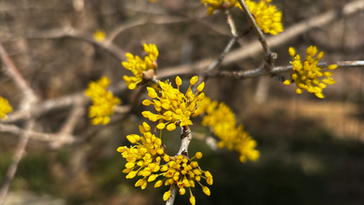 Hinoe色の日々vol,63「饒舌な春」