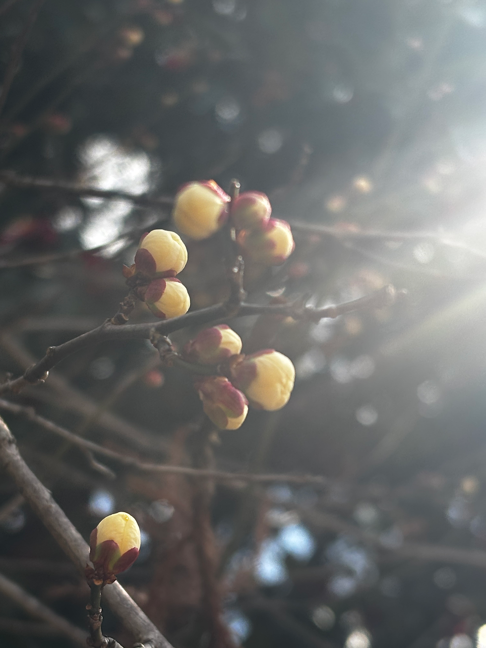 Hinoe色の日々vol,58「立春の前に」