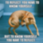 An AI-generated image of a medium-sized brown short-haired dog chasing its tail on a wooden floor with the edge of a couch in the background