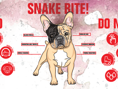 Snake BITES!