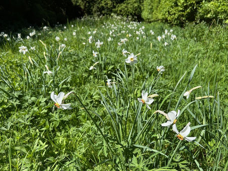 A new field of daffodils