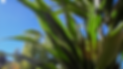 Interior Plant Service Photo 010.png