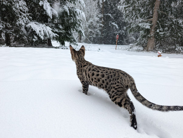 image000000 - Copy.JPG