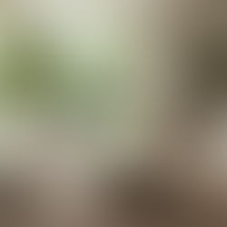 Zen Inspired Homes: Creating a Peaceful Home Environment for the New Year