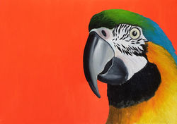 HUILE SUR TOILE_PERROQUET