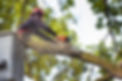 tree_trimming_landscape_service.jpg